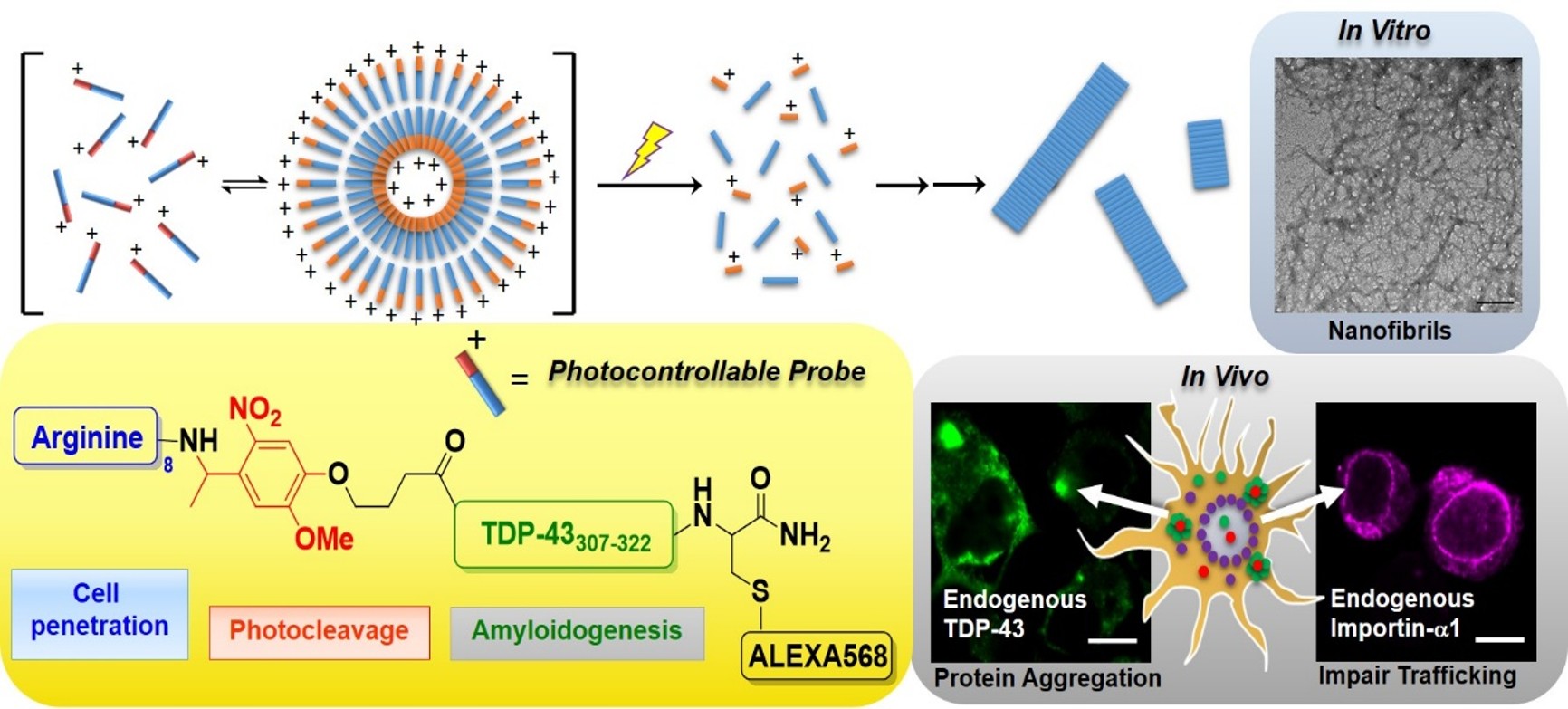 ACS Nano 2017, 11(7), 6795-6807