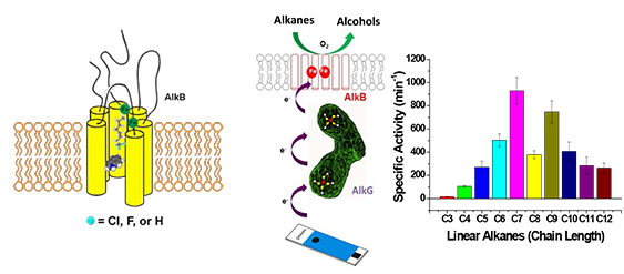 Selective primary CH bond oxidation of C3-C12 linear alkanes mediated by the engineered recombinant alkane hydroxylase (AlkB) from Pseudomonas putida GPo1