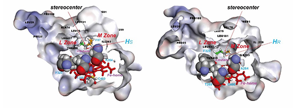 經過蛋白質工程與基因轉殖方法可改質巨大芽孢桿菌內的細胞色素P450 BM3得以進行正丁烷二級碳的選擇性氧化生成二級醇