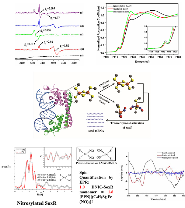 X-ray absorption (XAS), circular dichroism (CD) and electron paramagnetic resonance (EPR) spectroscopic studies of SoxR protein from Escherichia coli