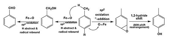 Chain or ring oxidations of toluene by high-valence metal oxygenated species from the active sites of metalloproteins, i.e., cytochrome P450s.