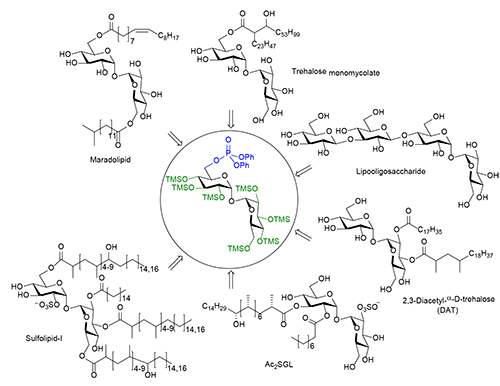 Synthesis of asymmetric trehalose derived glycolipids