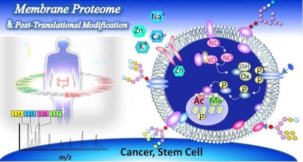 stem cell