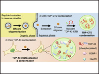 Amyloidogenic oligomers derived from TDP-43 LCD pr...