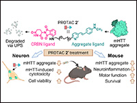 PROTAC-Mediated Degradation of mHTT Aggregates Att...