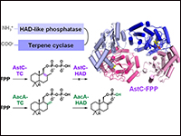 Dimerization-Dependent Trans-Domain Coupling Enabl...