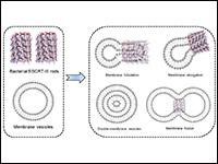 Recent insights into bacterial ESCRT-III-mediated ...