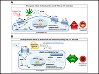 Targeting Mechanosensitive Cannabinoid Receptor 1 ...