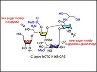 Total Synthesis of <i>Campylobacter jejuni</i> NCT...