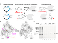 Dynamic positioning of Rpc34 winged helix in RNA p...