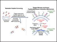Mechanistic Insights into Unary Peptide-Membrane I...