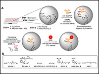 Boronate-mediated covalent and oriented immobiliza...