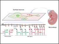 DNA tension assays reveal that force-dependent int...