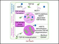 C9ORF72 poly-PR induces TDP-43 nuclear condensatio...