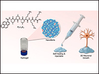 Self-Assembled Hydrogel from Pyrene-Modified Pepti...