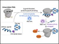 A Toolkit for Engineering Proteins in Living Cells...