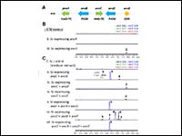 The Biosynthetic Gene Cluster of Mushroom-Derived ...
