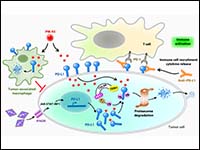 Small-molecule PIK-93 modulates the tumor microenv...
