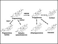 A Synthetic Pregnenolone Analog Promotes Microtubu...