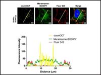 Site-Specific and Multiple Fluorogenic Metabolic G...