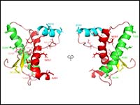 Location of the cross‐β structure in prion fibr...