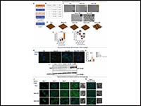 Mechanostimulation-induced integrin αvβ6 and lat...