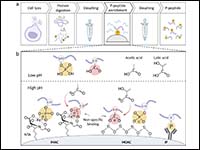 Advancements in Global Phosphoproteomics Profiling...