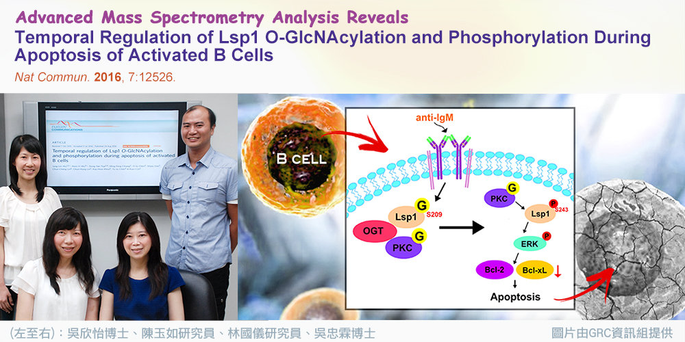 Temporal regulation of Lsp1 O-GlcNAcylation and phosphorylation during apoptosis of activated B cells