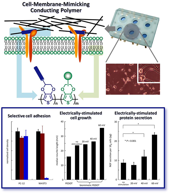 Large Enhancement in Neurite Outgrowth on a Cell-Membrane-Mimicking Conducting Polymer