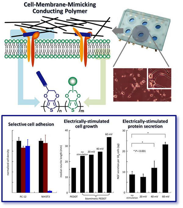 仿細胞膜導電高分子及其於電刺激細胞工程上的應用