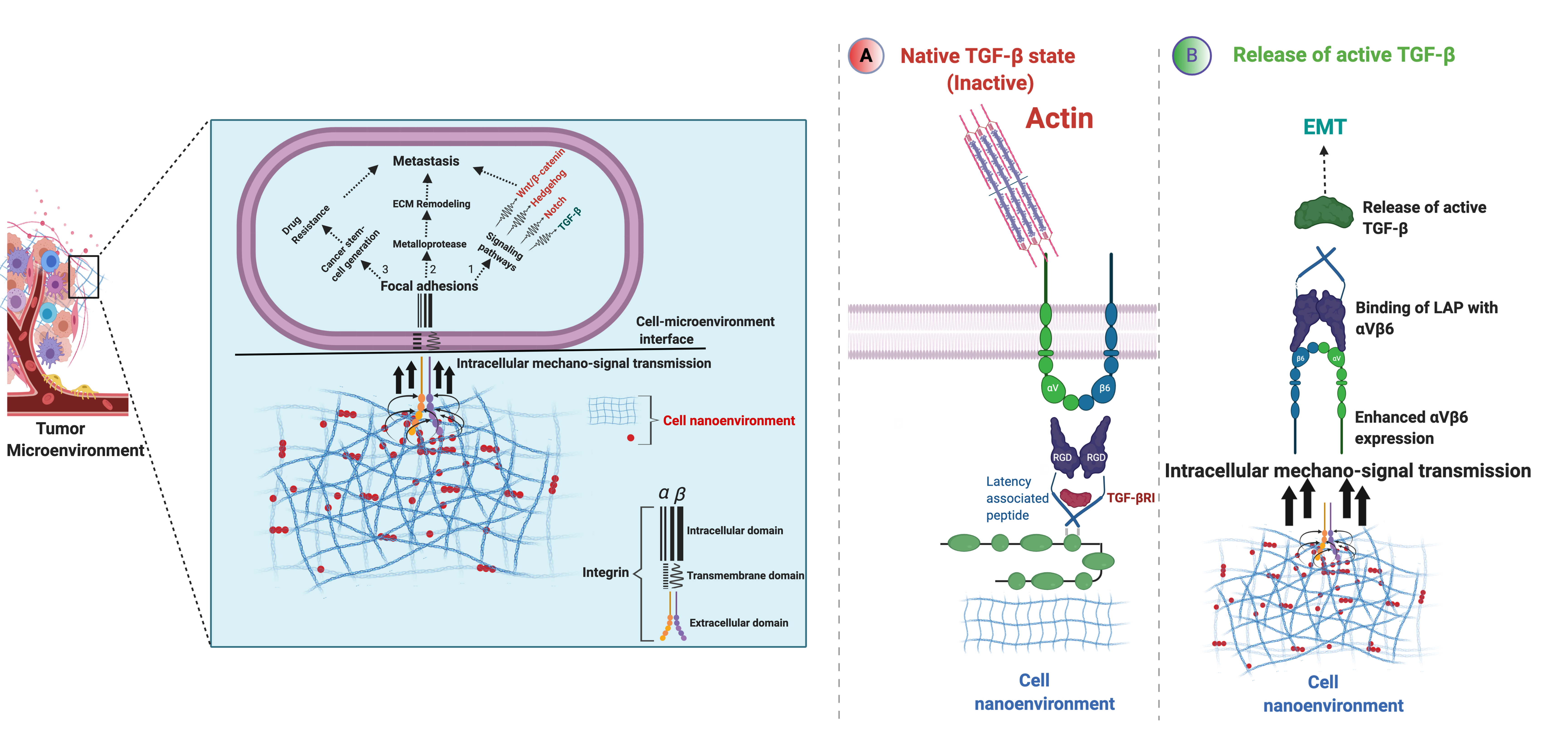 Mechanostimulation-induced integrin αvβ6 and latency associated peptide coupling activates TGF-β and regulates cancer metastasis and stemness