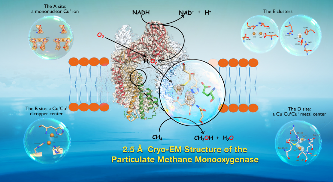 Copper Centers in the Cryo-EM Structure of Particulate Methane Monooxygenase Reveal the Catalytic Machinery of Methane Oxidation