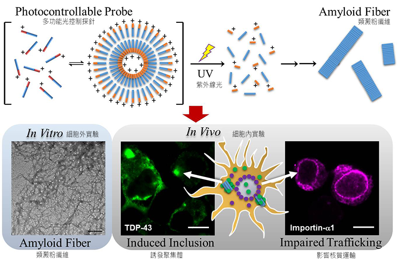 Applying Photocontrollable Probe to Induce Pathological Proteins into Amyloid Fibers in Live Cells