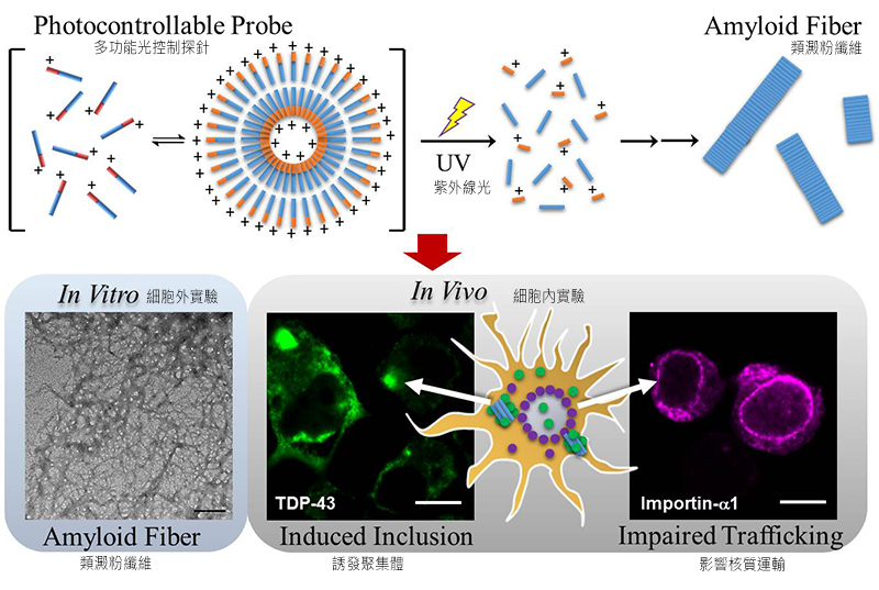 以光控探針誘發致病蛋白在活體細胞形成類澱粉纖維堆積