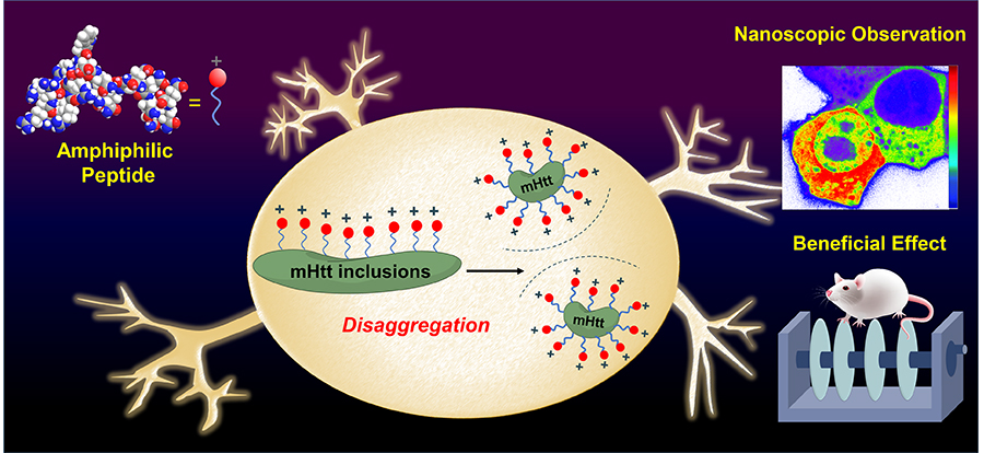 Nanoscopic insights of amphiphilic peptide against Huntington’s disease