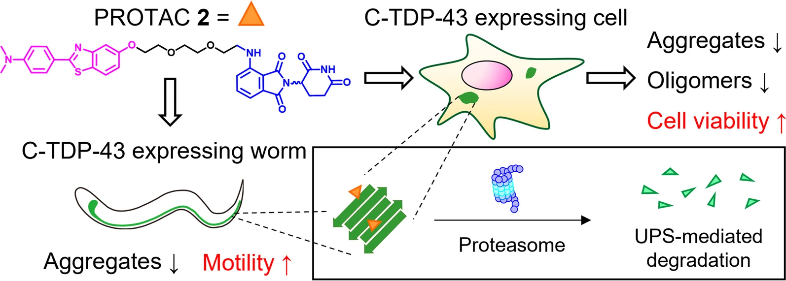 Nanoscopic insights of amphiphilic peptide against Huntington’s disease