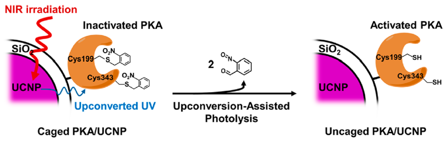 Construction of a Near-Infrared-Activatable Enzyme Platform to Remotely Trigger Intracellular Signal Transduction Using an Upconversion Nanoparticle