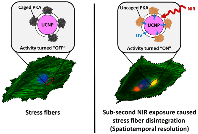 Construction of a Near-Infrared-Activatable Enzyme Platform to Remotely Trigger Intracellular Signal Transduction Using an Upconversion Nanoparticle