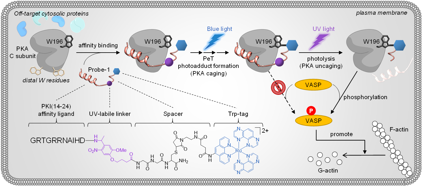 A Toolkit for Engineering Proteins in Living Cells: Peptide with a Tryptophan-Selective Ru-TAP Complex to Regioselectively Photolabel Specific Proteins