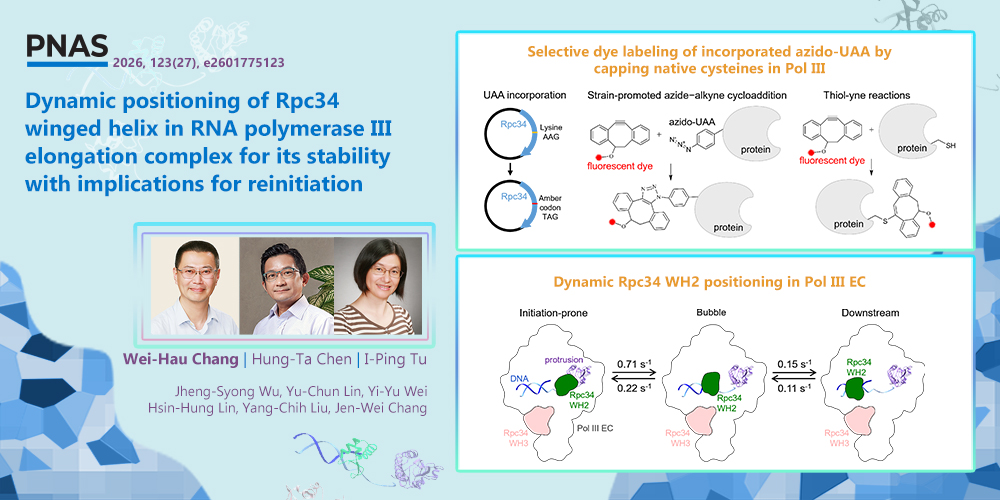 Dynamic positioning of Rpc34 winged helix in RNA polymerase III