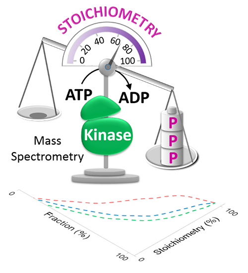 Large-scale determination of absolute phosphorylation stoichiometries in human cells by motif-targeting quantitative proteomics