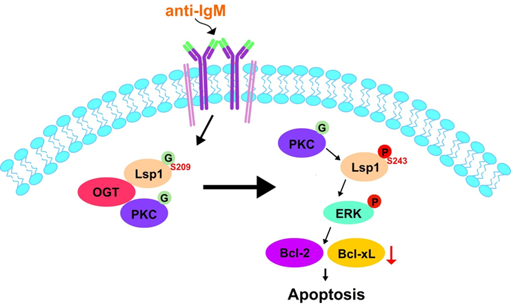 Temporal regulation of Lsp1 O-GlcNAcylation and phosphorylation during apoptosis of activated B cells