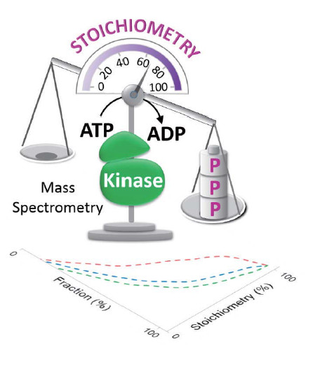 Large-Scale Determination of Absolute Phosphorylation Stoichiometries in Human Cells by Motif-Targeting Quantitative Proteomics
